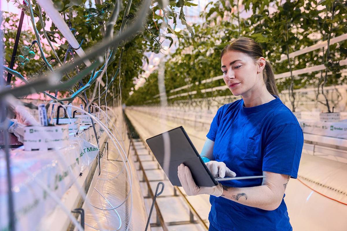 A person in a blue shirt using a tablet. They are standing in a greenhouse. There are curtains framing the background, and the lighting suggests it might be indoors.