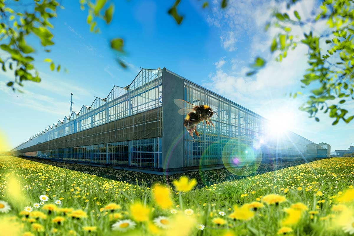 A bumblebee in the foreground with a greenhouse in the background, surrounded by lush greenery and nature under a clear, bright blue sky.