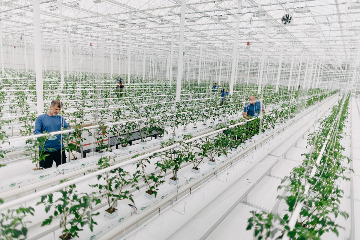 A large greenhouse with multiple rows of young plants being tended to by workers. The greenhouse has a high ceiling with a grid structure, allowing for ample light.